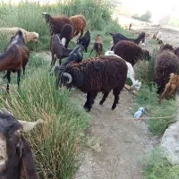 نر و ماده|حیوانات مزرعه|شادگان, |دیوار