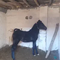 مادیون نسل طوفان کیانی معاوضه با نریون عرب مصری