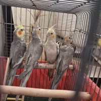 عروس هلندی مولد