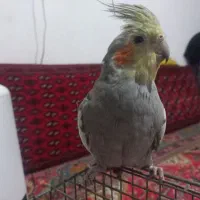 عروس هلندی|پرنده|بیرجند, |دیوار