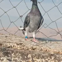 ماده پلاکی مسافتی