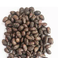 بذر اصلاح لوبیاچیتی پاکوتاه امریکایی