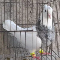 خروس|حیوانات مزرعه|قزوین, |دیوار