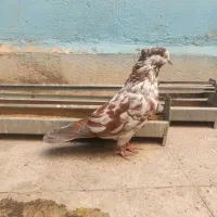 کفتر شمرونی سرو کله دار اخمو|پرنده|تهران, تهرانسر شرقی|دیوار
