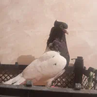 کبوتر مست مست به شرط دوری|پرنده|شوشتر, |دیوار