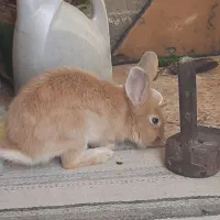 خرگوش نر جوان|موش و خرگوش|دامغان, |دیوار