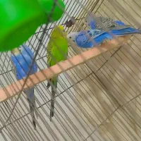 مرغ عشق|پرنده|کارون, |دیوار