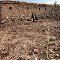 اسب|اسب و تجهیزات اسب‌سواری|اردبیل, |دیوار