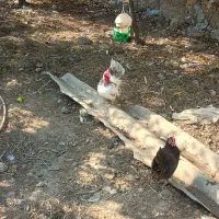 مرغ و خروس جاپنیز
