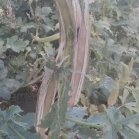 بذر بامیه