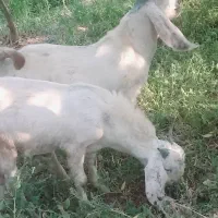 دوتا بزغاله نر اصل پاکستانی