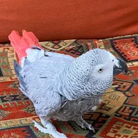 کاسکو سخنگو دم قرمز