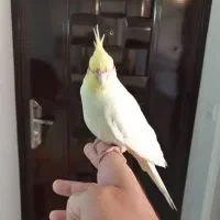 عروس هلندی ماده رام لوتینو بالغ|پرنده|سرپل ذهاب, |دیوار