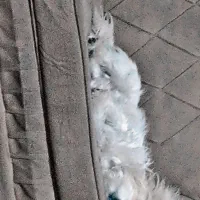 سگ شینتزو روباهی|سگ|اسدآباد, |دیوار