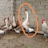 غاز نر اوکراینی خاکستری