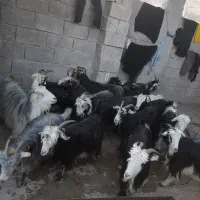 15راس بز گون گلداری