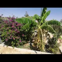 فروش خانه باغ|فروش آپارتمان|شیراز, شهرک پرواز|دیوار