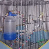 عروس هلندی نروماده|پرنده|آبیک, |دیوار