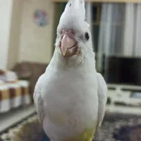 عروس هلندی لوتینو ماده ، و آلبینو نر|پرنده|شاهین‌شهر, فردوسی|دیوار