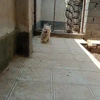 پاکوتاه پشمالو