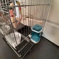 قفس پرنده|لوازم جانبی حیوانات|مشکیندشت, |دیوار