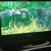 تی وی مانیتور سامسونگ26اینچ|تلویزیون و پروژکتور|بومهن, |دیوار