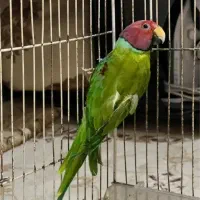 طوطی ملنگو|پرنده|کرمان, |دیوار