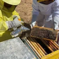 عسل ناب آذربایجان شرقی صددرصد خالص وبدون افزودنی|خوردنی و آشامیدنی|اردبیل, |دیوار