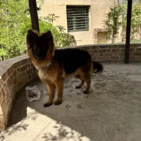سگ ژرمن شولاین
