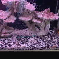 آکواریوم دلساK500