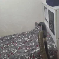 تخت یک نفره