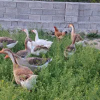 غازهای محلی طبیعی چاق و پروار و گوشتی بسیار لذیذ|حیوانات مزرعه|مشگین شهر, |دیوار