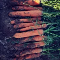 بذر هویچ هویج
