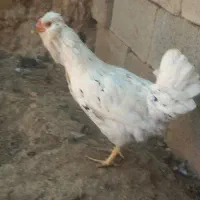 مرغ خروس گلین|حیوانات مزرعه|شیراز, گویم|دیوار