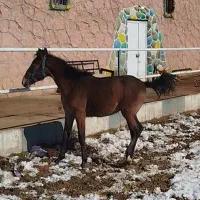 اسب مادیان کرد|اسب و تجهیزات اسب‌سواری|تبریز, |دیوار