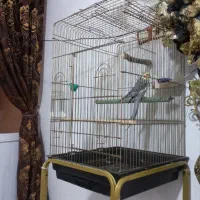 عروس سخنگو