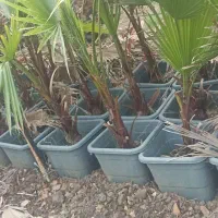 پالم واشنگتن تنه قرمز