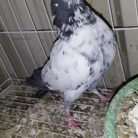 همه پرنده ها پامیل وبازی|پرنده|بندر ماهشهر, |دیوار