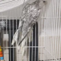 فروش عروس|پرنده|لار, |دیوار