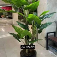 آلو کازیا درخچه|گل مصنوعی|تهران, مشیریه|دیوار