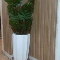 درختچه برگ انجیری نو وارداتی