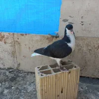 کفتر|پرنده|مشهد, دانش|دیوار