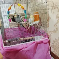 عروس هلندی|پرنده|فردیس, شهرک ۱۱۰|دیوار