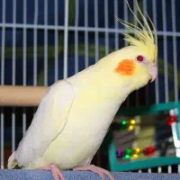 عروس هلندی ماده زرد گمشده نعمت آباد روز شنبه