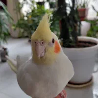 عروس هلندی ماده