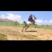 مادیون ۴ سال فوق‌العاده سواریدارو دمگیر|اسب و تجهیزات اسب‌سواری|تهران, سعادت‌آباد|دیوار