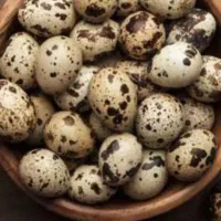 بلدرچین تخم گذار