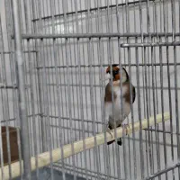 سهره جوجه قفس تبریز