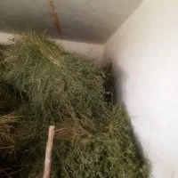 یونجه خشک|خدمات باغبانی و درختکاری|قوچان, |دیوار