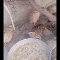 بلدرچین|پرنده|دره شهر, |دیوار